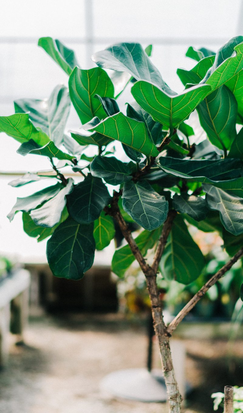 10 Jenis Pokok Besar Sesuai Sebagai Tanaman "Indoor" - IMPIANA