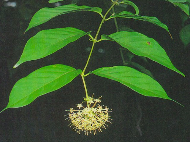 Bahaya Guna Gambir Sarawak Berlebihan, Boleh Rosak Saraf 