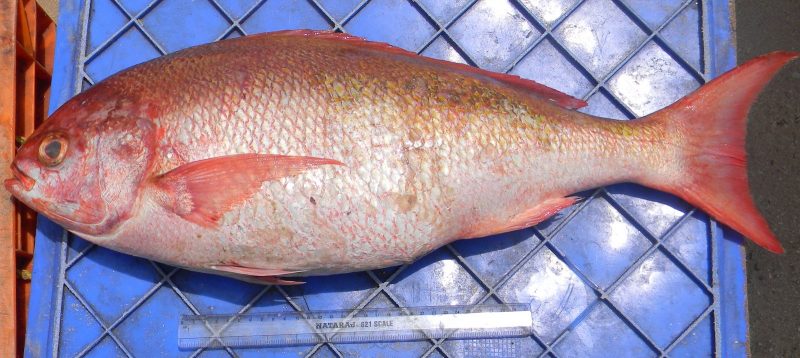 jenis ubat mabuk laut berubat