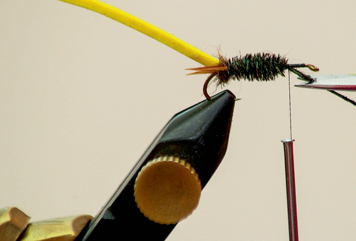 Diy cengkerik 5 - Umpan