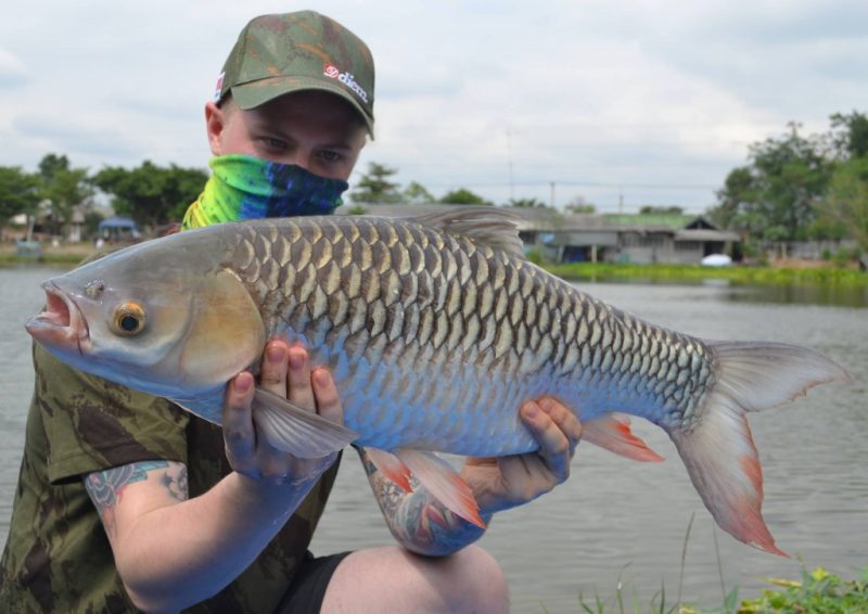 Info Spesies : Kenali Ikan Jelawat - Umpan