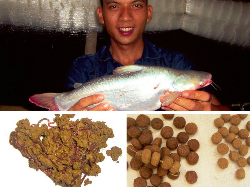 Trip Retro - Buru Patin Rumah Rakit Sungai Pahang - Umpan