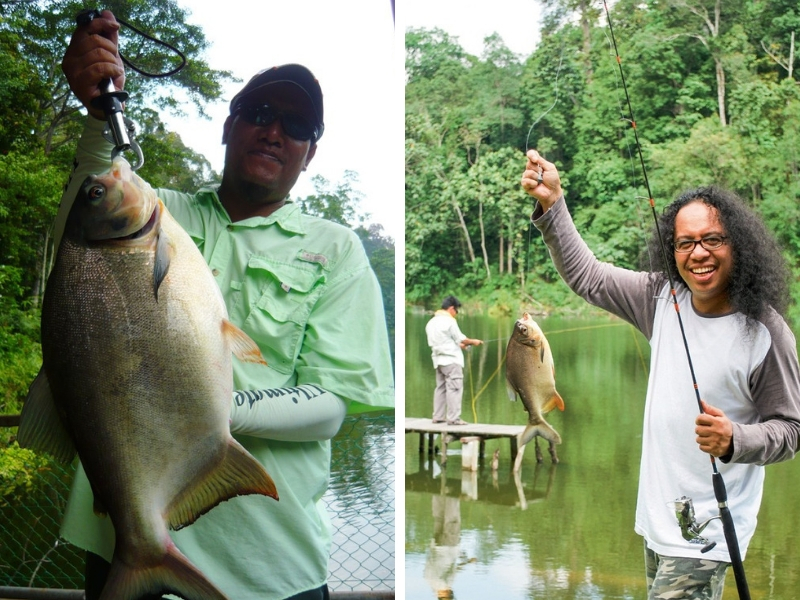Info Spesies : Kenali Ikan Pacu (V2) - Umpan