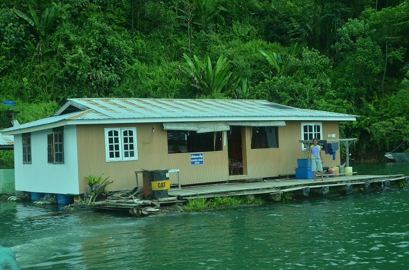 Baung Bersepah Di Bawah Jelatong Tasik Bakun © Umpan