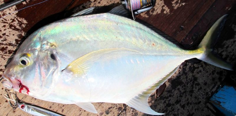 Info Spesies - Kenali Ikan Cermin - Umpan