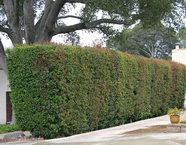 Eugenia oleina3 - IMPIANA