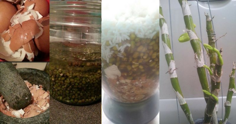 Gambar Pertumbuhan Kacang Hijau GAMBAR TERBARU HD
