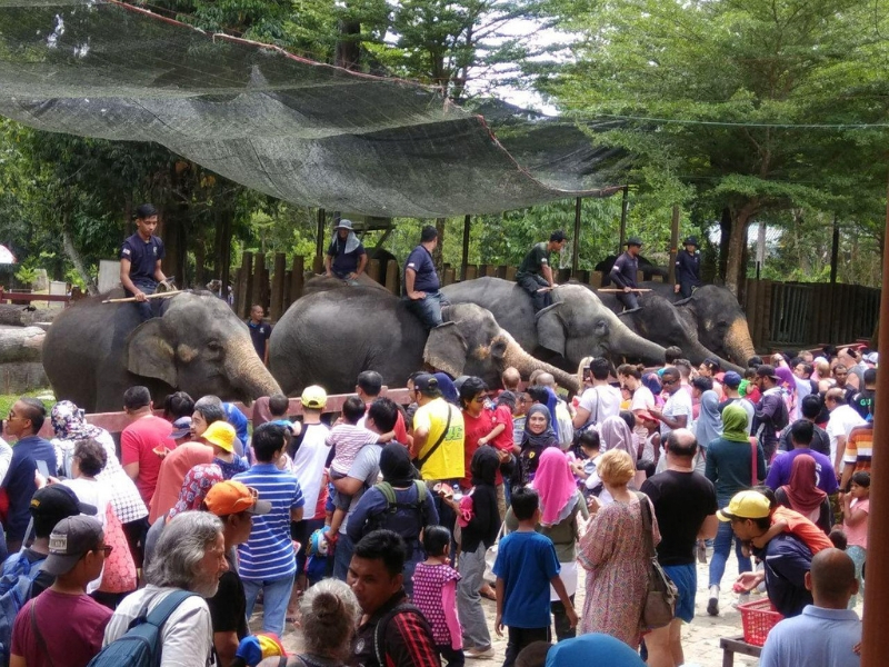 Pusat Konservasi Gajah Kebangsaan Kuala Gandah Tarikan 
